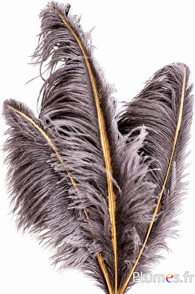 Struzzo con calamo dorato - 30-40 cm - grigio naturale